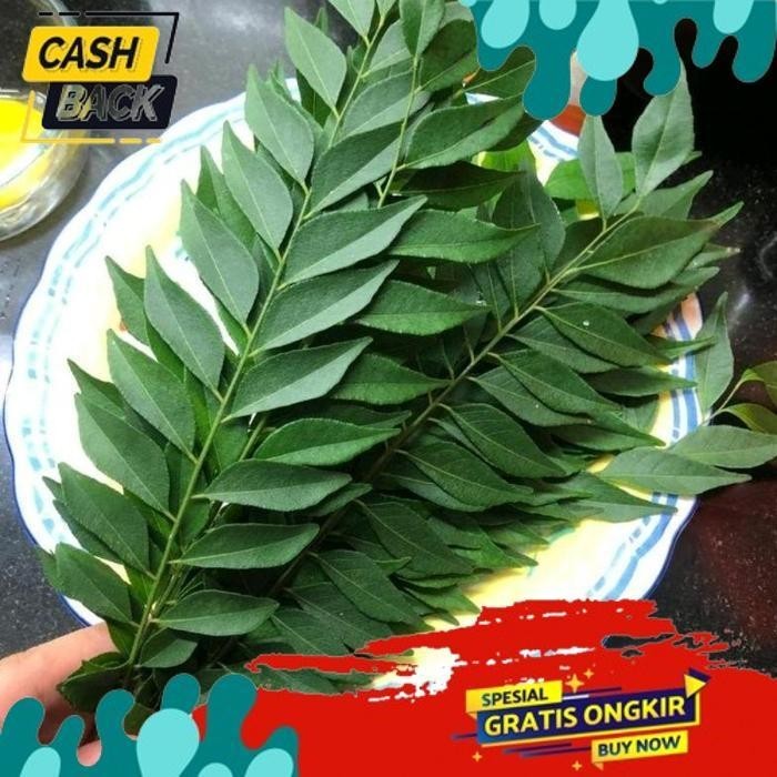 

BISMILAH DAUN KARI SALAM KOJA SEGAR 15 TANGKAI