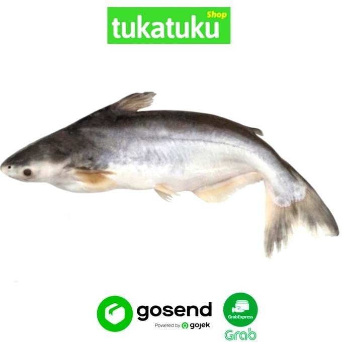 

IKAN PATIN SEGAR (500 GRAM)