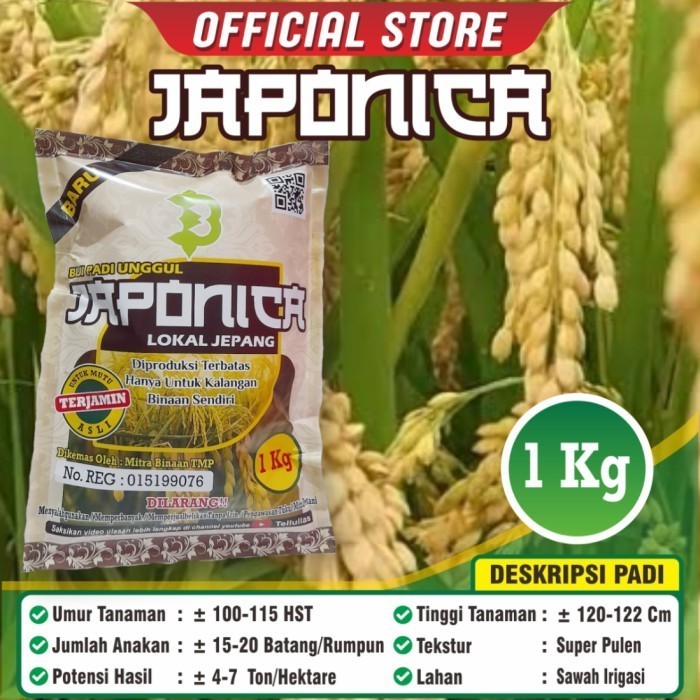 Biji Padi Unggul Jepang / Padi Japonica Original / Bibit Padi