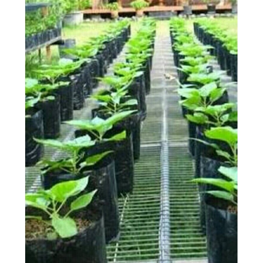 Pohon Cabe Rawit Merah Bibit Pohon Cabe