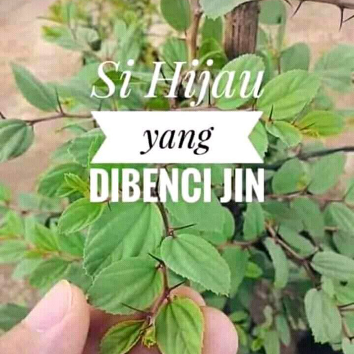 Bibit Pohon Bidara / Widara / Sidr Arab Berduri - Ziziphus Mauritiana