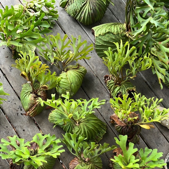 Platycerium Ridleyi - Tanduk Rusa Ridley