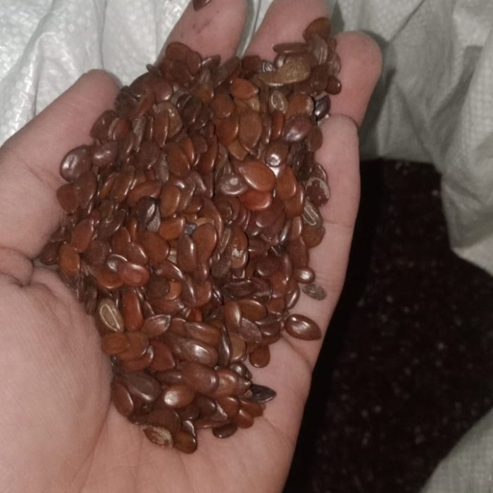 Benih Lamtoro Taramba