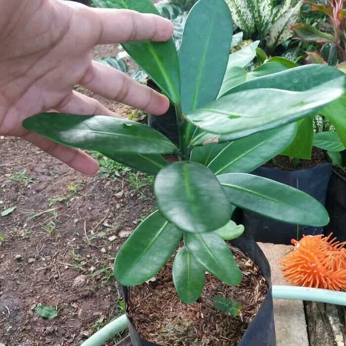 Tanaman Hias Garcinia