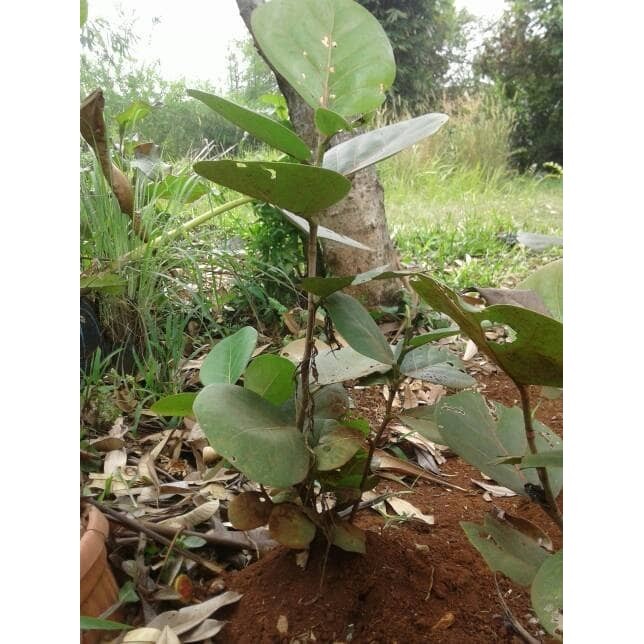 Bibit Pohon Ketapang Laut