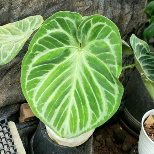 Tanaman Hias Baby Kuping Gajah Silver / Anthurium Not Mangkok Dorayaki