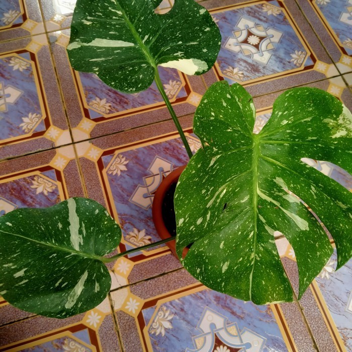 Monstera Thailand Variegata Monthai