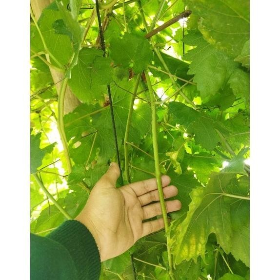 entres anggur import