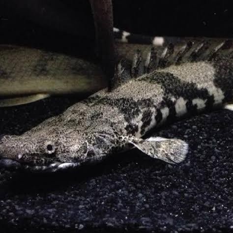 Terlaris Naga Air Tawar Palmas Endlicheri 10-13 Cm Predator Fish - 8-10 Cm Jaminan Quality