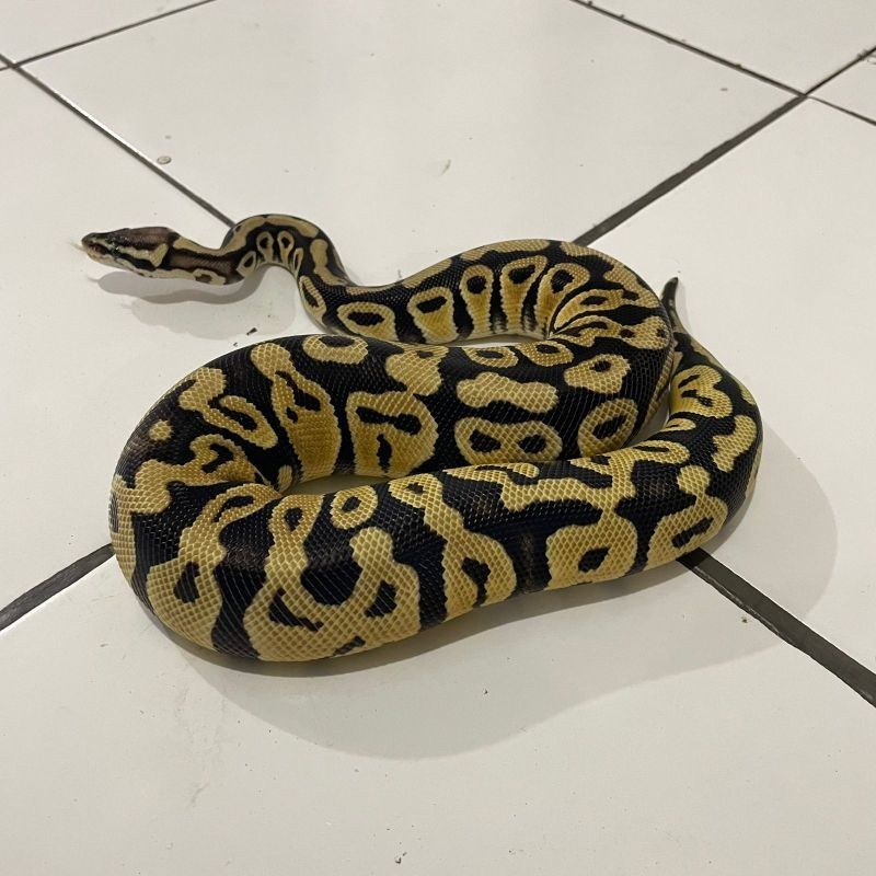 Ball python pastel het dg clown