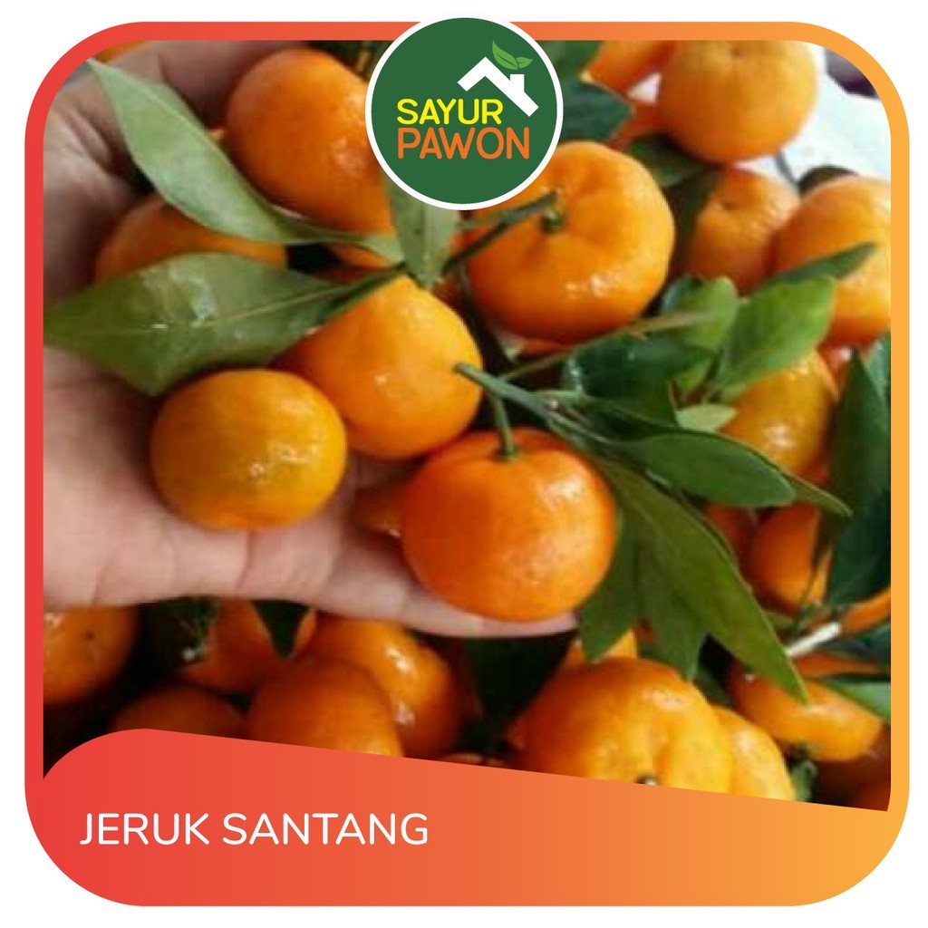 

Jeruk Santang per 500 gr