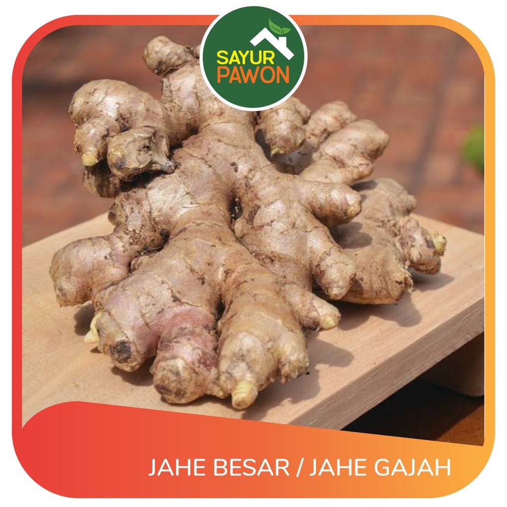 

JAHE BESAR per 500 gram
