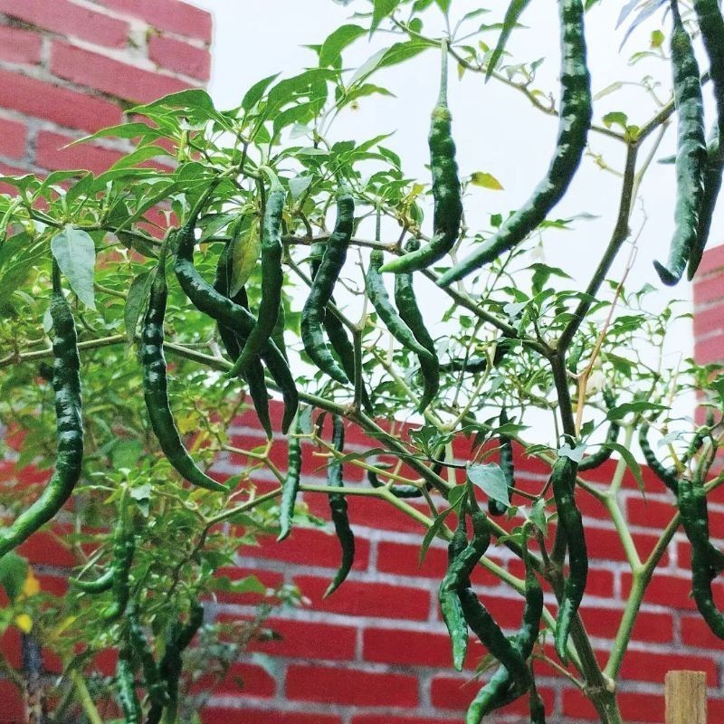 Tanaman Cabe Hijau Besar Unggul - Cabe Hijau Jumbo Siap Buah - Bibit Cabe Besar Super Pedas - Cabe H