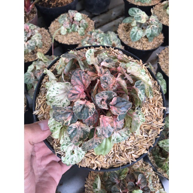 BIBIT TANAMAN HIAS PEPEROMIA CAPERATA PINK LADY