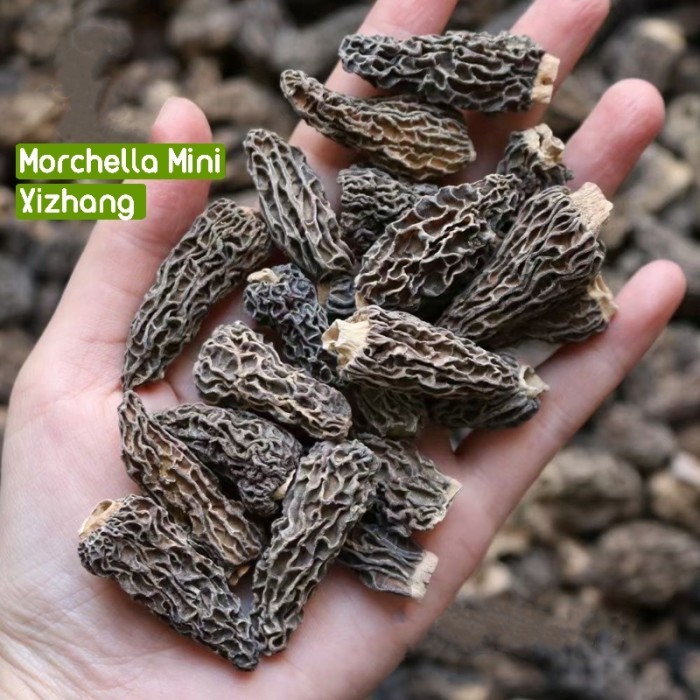 

Ready Morchella Premium/Jamur Yang Tu Jun/