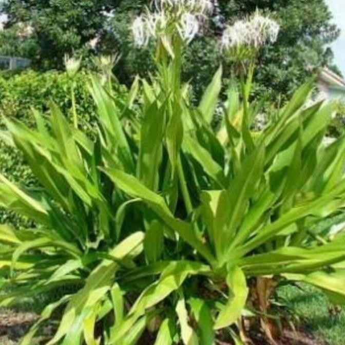 

KukuringDaun Bunga Bakung Fresh 200 gram