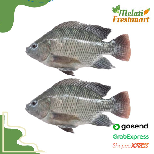 

Ikan Mujaer Mujair 500 gram (isi 2) - Melati Freshmart