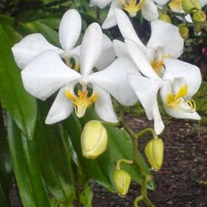 ANGGREK BULAN DEWASA BERBUNGA PUTIH