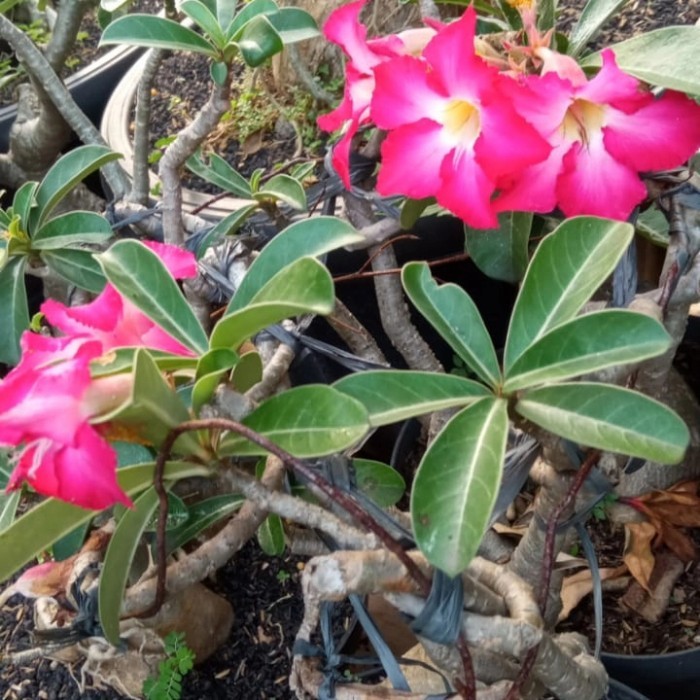 POHON KAMBOJA BONSAI ADENIUM