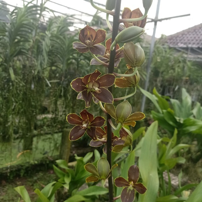 ANGGREK GRAMMATOPHYLLUM TIGER PAW REMAJA.