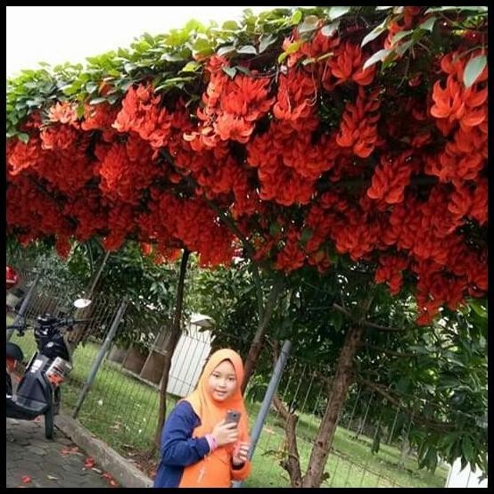 BEST PRICE BIBIT BUNGA RAMBAT FLAME OF IRIAN MERAH API BEST QUALITY