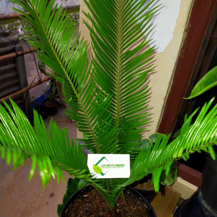 TANAMAN HIAS PALEM SIKAS+POT