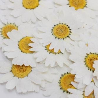 Bunga Daisy Kering Untuk Resin