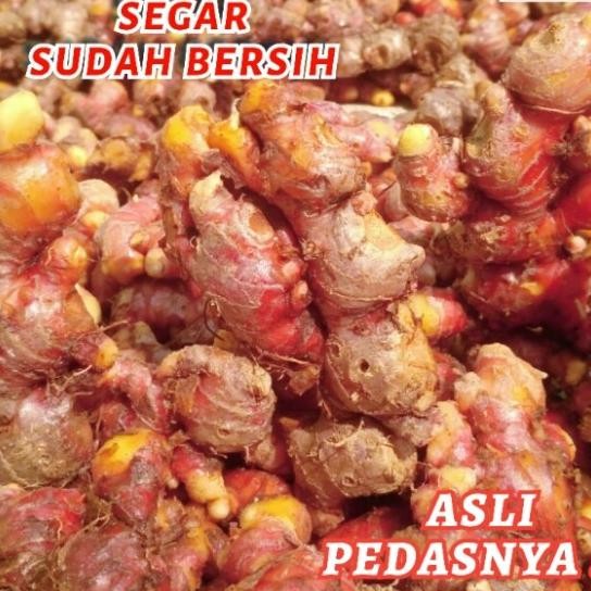 

Baru! Jahe Merah Segar 1 Kg Lokal