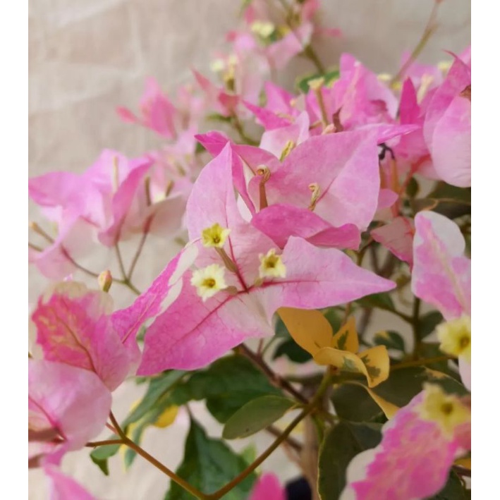 Tanaman Hias Outdoor Cantik Bunga Bougenville / Bugenville / Bunga Kertas Butterfly ice cream
