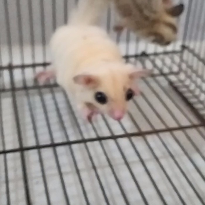 sugar glider platinum dan leucistic spasang