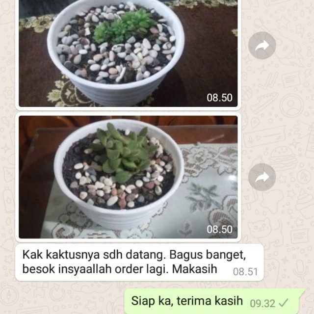 [Hiasan] Kaktus Mini - Kaktus Sukulen - Paket 10 Pcs Bebas Pilih Gratis Pot [Taman]