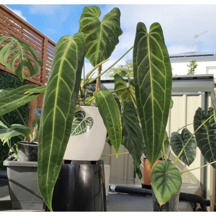 Terlaris Baby Anthurium Lidah Gajah -Anthuruim Warocqueanum Baby