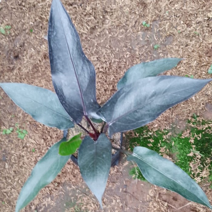 Terlaris Tanaman Hias Anthurium Black Garuda Dewasa - Anthurium - Houseplant