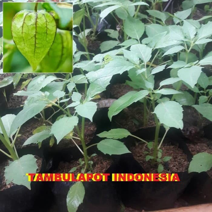 [Bibit] Bibit Ciplukan Tanaman Ciplukan Tanaman Herbal Ciplukan Cecendet [Unggul]