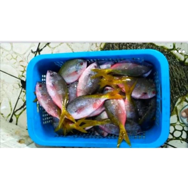 

Ikan laut ekor kuning segar fresh