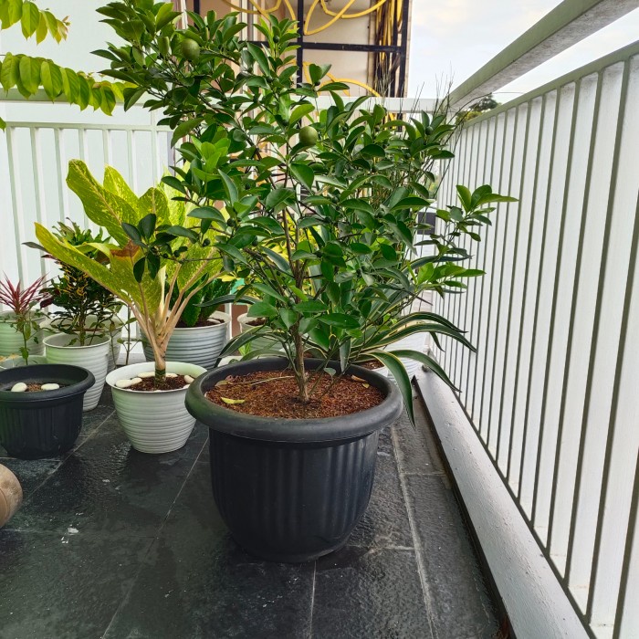 [S34Rf] Pot Bunga Plastik / Pot Kembang Plastik Hitam 40 Cm [U765N]