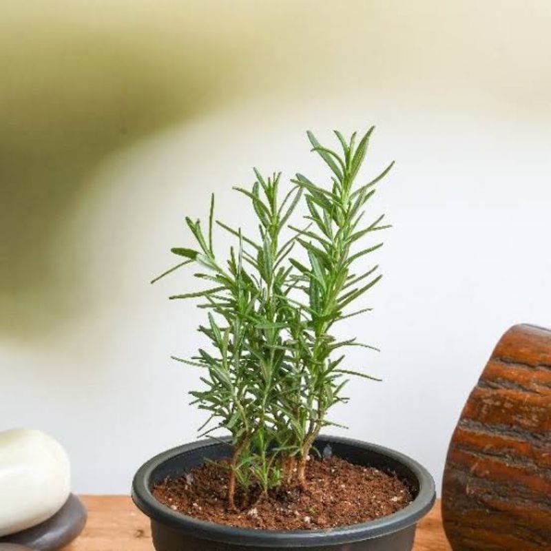 Rosemary - Tanaman Herbal Rosemary - Tanaman Hias Rosemary - Bibit Tanaman Rosemary