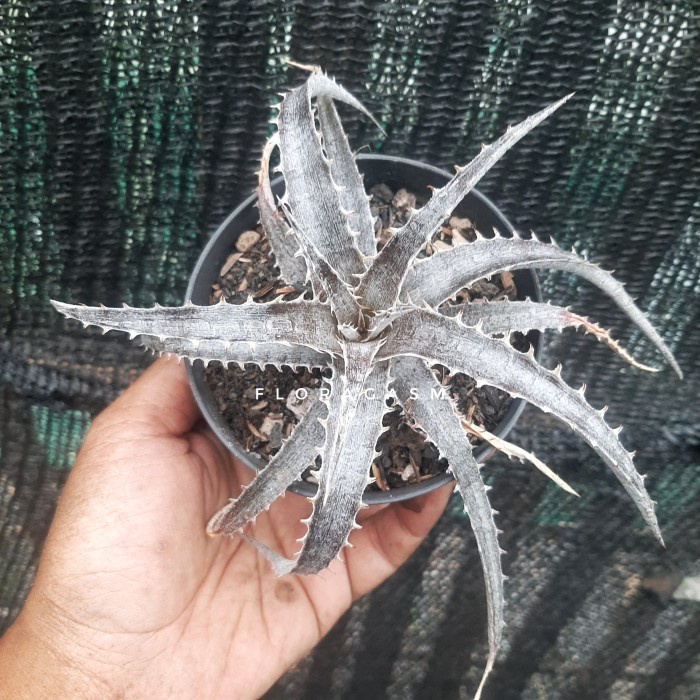 Terlaris Dyckia Pale Ryder