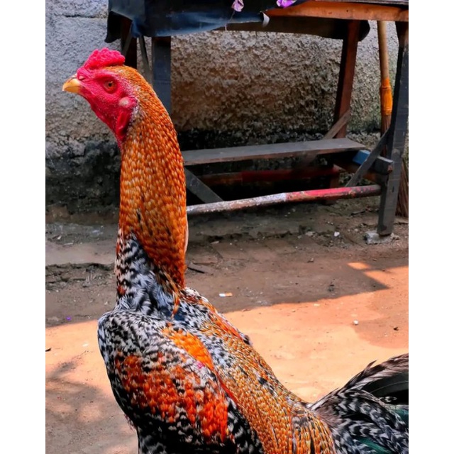 

5 butir pakoy pukul terbang KO, promo los" an bosku