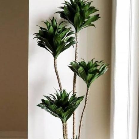 Dracaena Janet Craig Compacta Tanaman Hias Indoor