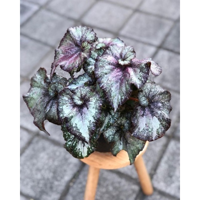 Tanaman hias Begonia Rex Violet