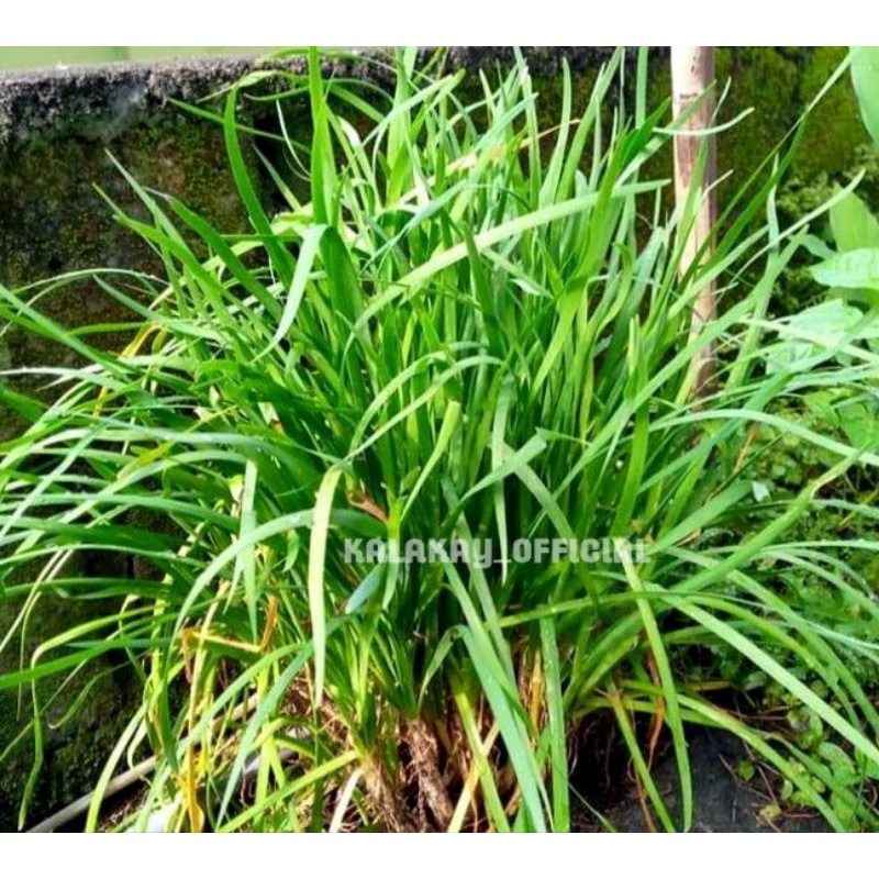 Bibit Bawang Ganda Bawang Daun Bawang Jepang per pcs