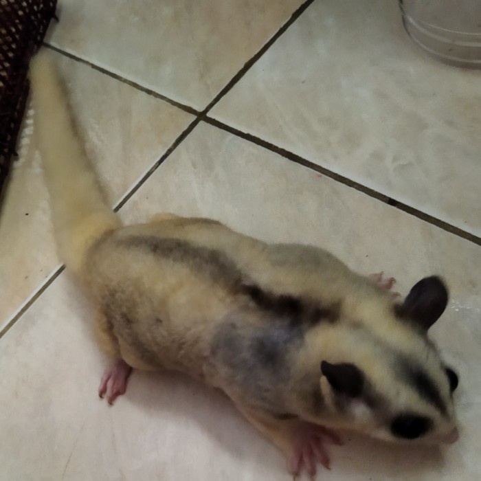 Sugar glider mozaic dan leucistic