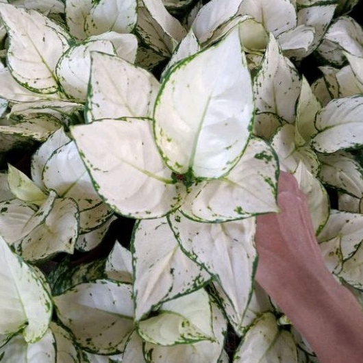 Model Baru Aglonema Super White Tisu /Daun 8-9-10++ g Produk Terkini Sale.
