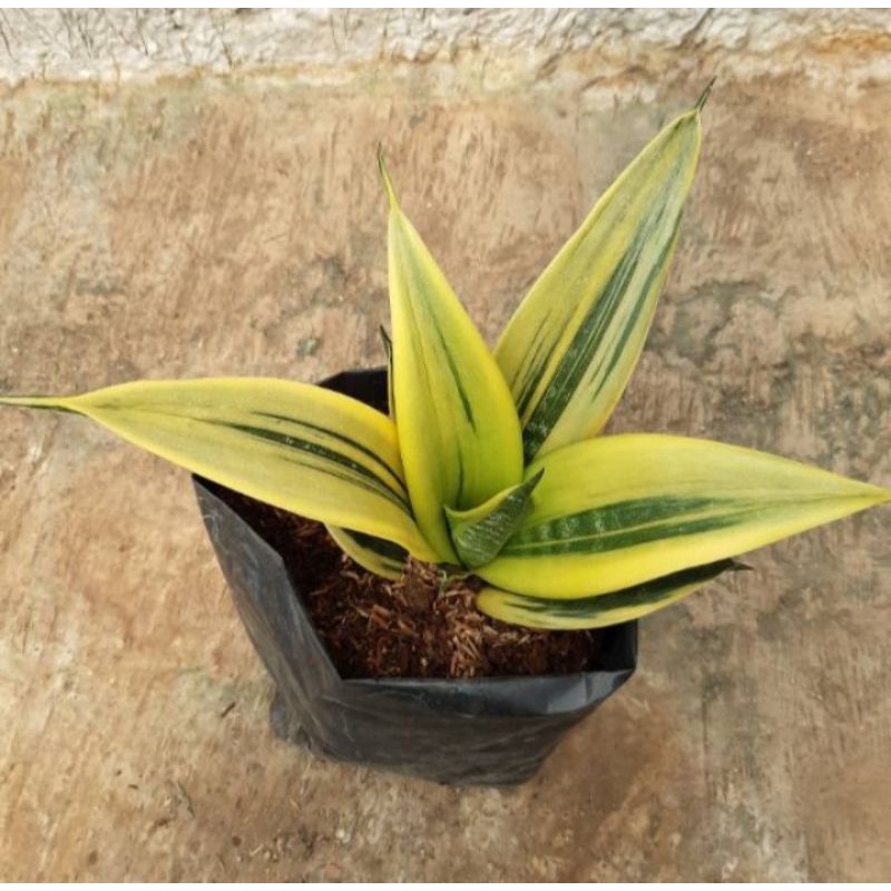 0sensivera Gold flame