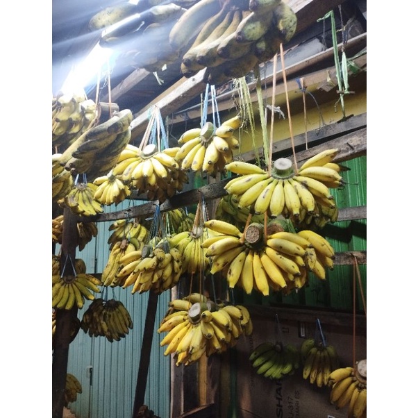 

[ MURAH ] - Pisang Kepok/Pisang Ambon/Pisang Lampung/Pisang Emas/Pisang Uli