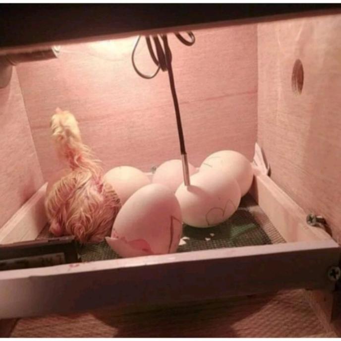 Inkubator Mesin Tetas Telur / Penghangat Anakan Cindil Burung , Ayam