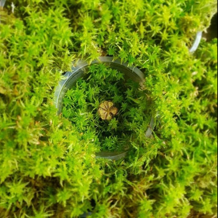Bestseller Sphagnum Moss Hidup