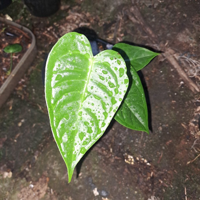 Terlaris Anthurium Veitchii King Ori Ekonomis