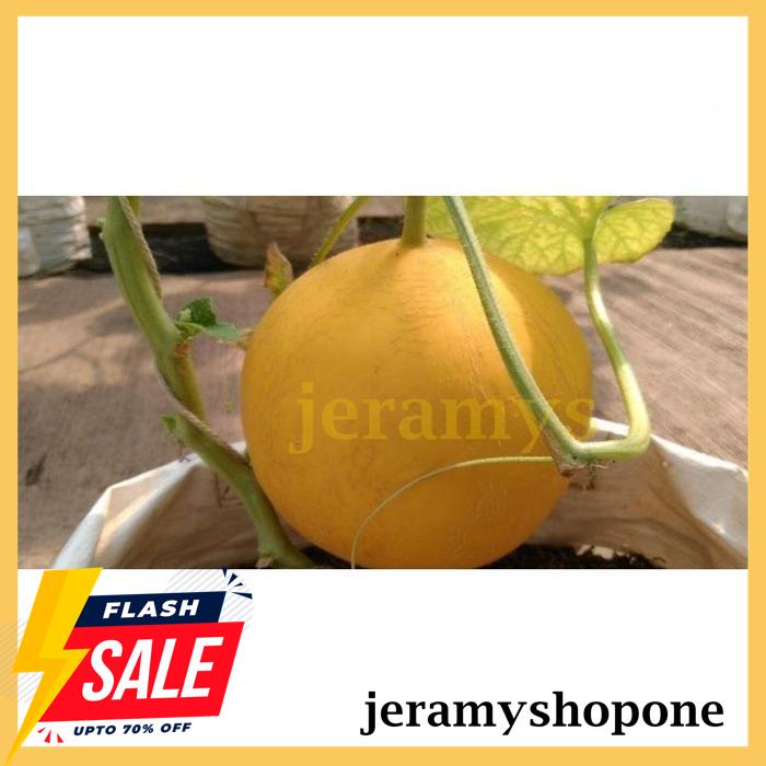 CUCI GUDANG BENIH-BIBIT MELON GOLDEN MELINDO 6 F1 (BISI) 